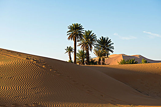 沙丘,棕榈树,晨光,梅如卡,区域,摩洛哥,非洲