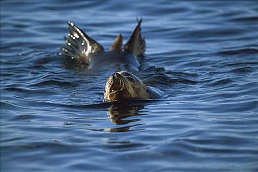 加州海狮,成年,发声,水面,加利福尼亚湾,墨西哥