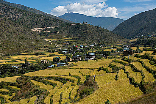 阶梯状,农田,山谷,不丹