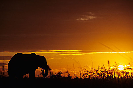 大象,放牧,日落,塔兰吉雷国家公园,坦桑尼亚