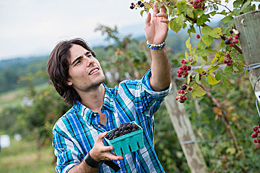 男青年,挑选,黑莓,水果,农场