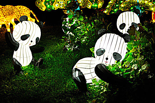 灯笼,节日,多伦多,熊猫,草地,华美,光亮,发光,夜晚,加拿大,2008年