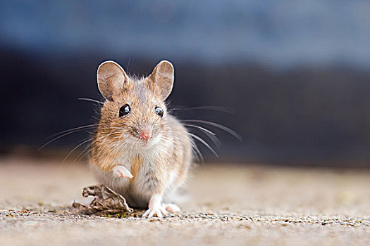 家鼠,小鼠,头像,黑森州,德国,欧洲