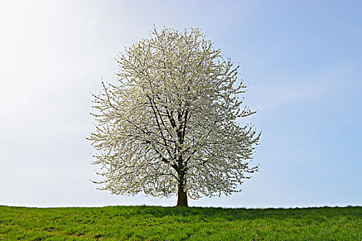 盛开,樱桃树,地点,奥登瓦尔德,黑森州,德国,欧洲