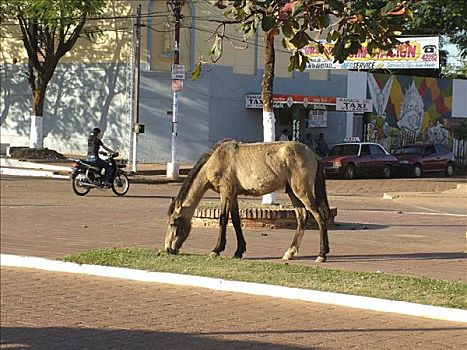 马,草,中心,康塞普西翁,巴拉圭