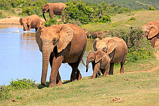 非洲象,群,小动物,水,阿多大象国家公园,东开普省,南非,非洲