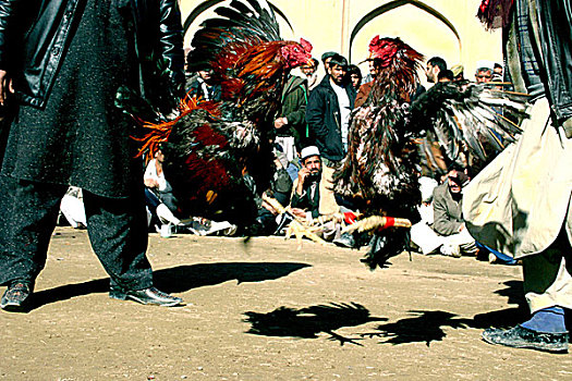公鸡,好斗,公园,喀布尔,城市,争斗,白天,观众,阿富汗,十二月,2007年