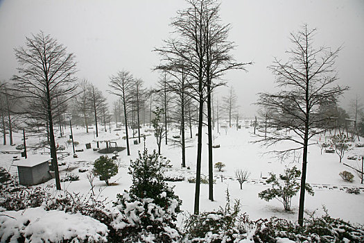 树林,树木,雪