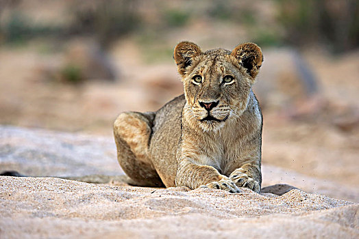 狮子,成年,女性,专注,看,坐,干枯河床,沙子,禁猎区,克鲁格国家公园,南非,非洲