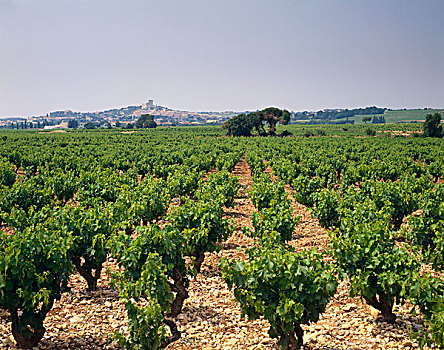 法国,罗纳河谷,葡萄种植园