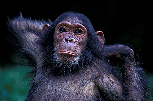 非洲,东非,坦桑尼亚,冈贝国家公园,黑猩猩,美女