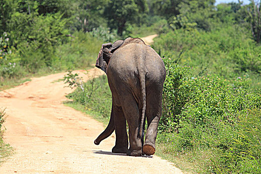 亚洲象,国家公园,斯里兰卡