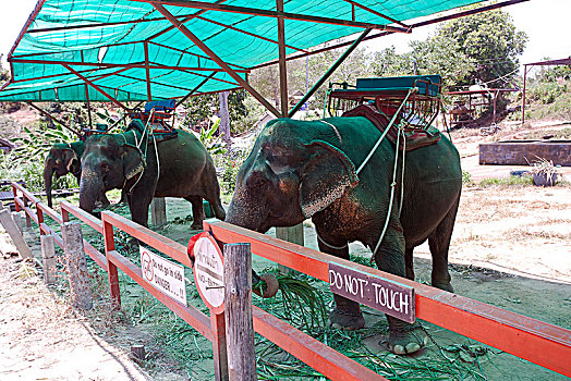 大象,露营,骑,象属,普吉岛,省,泰国,亚洲