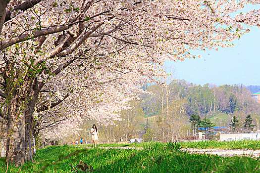 堤岸,排列,樱桃树,河