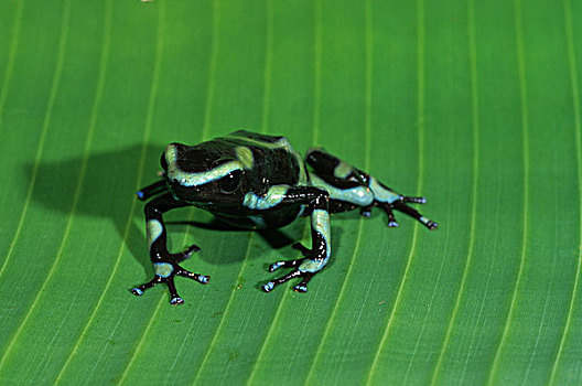 绿色,黑色,毒物,青蛙,尼加拉瓜