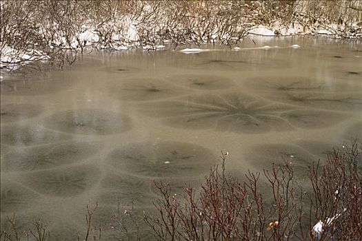 特写,水塘,冰,冬天,阿尔冈金省立公园,安大略省,加拿大