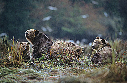 沿岸,大灰熊,棕熊,大熊雨林,不列颠哥伦比亚省,加拿大