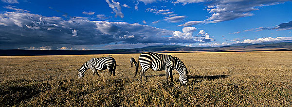 非洲,坦桑尼亚,恩戈罗恩戈罗,保护区,平原斑马,斑马,牧群,喂食,恩戈罗恩戈罗火山口