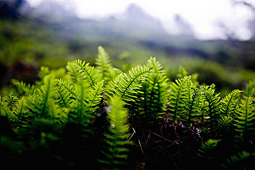 蕨类,自然,植物