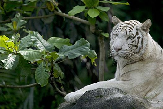 孟加拉虎,虎,白色,成年,休息,亚洲