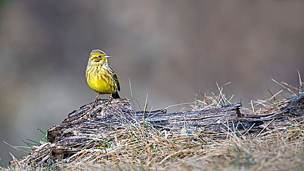 金翼啄木鸟,黄鹀,坐,枯木,提洛尔,奥地利,欧洲
