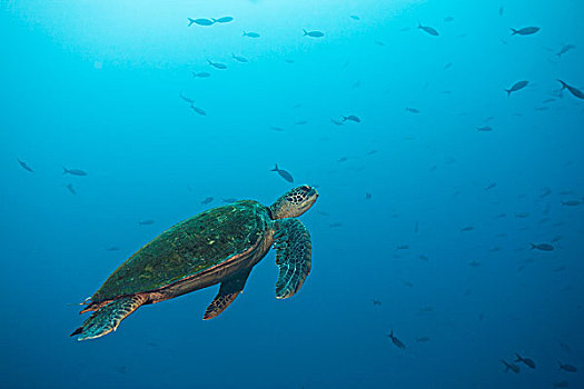 绿海龟,龟类,岛屿,哥斯达黎加,北美
