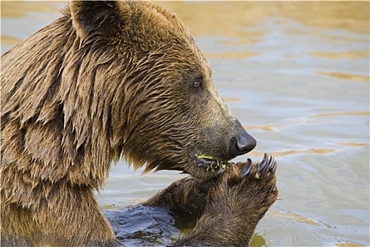 熊,进食