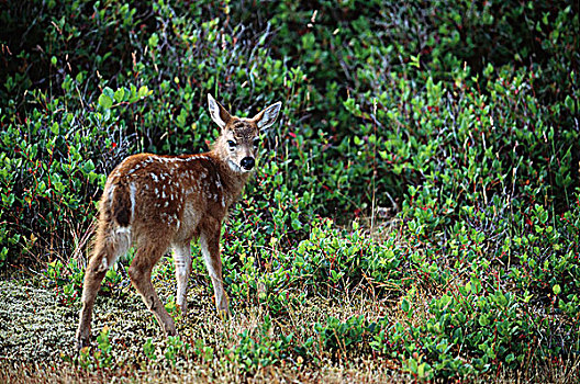 努特卡,鹿,骡鹿,夏洛特女王岛,不列颠哥伦比亚省,加拿大