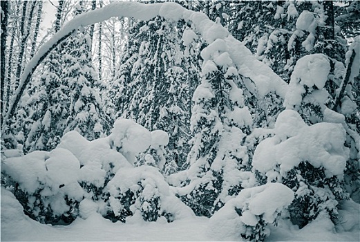 冬天,木头,树,遮盖,雪