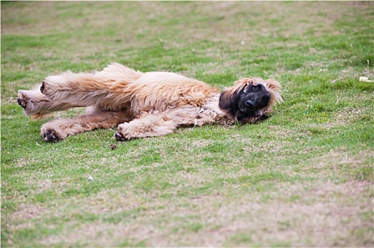 阿富汗猎犬,狗