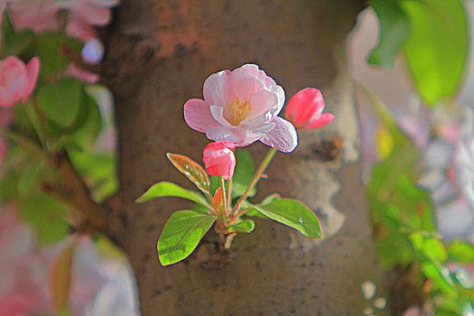 海棠花溪