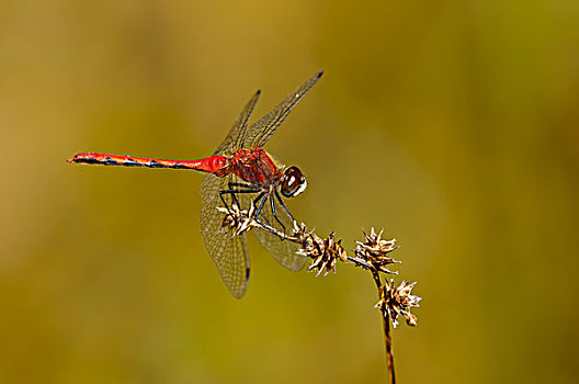 雄性,赤蜻属,湿地