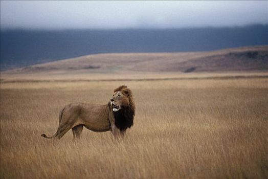 非洲狮,狮子,朴素,塞伦盖蒂国家公园,坦桑尼亚