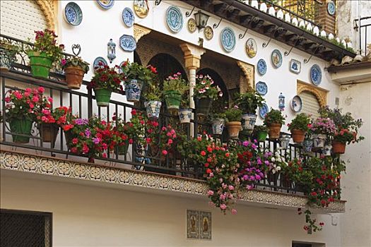 盆栽,露台,格拉纳达,安达卢西亚,西班牙