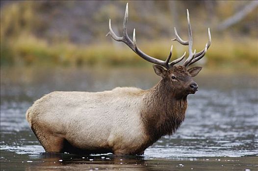 麋鹿,北美马鹿,鹿属,鹿,雄性动物,河,黄石国家公园,怀俄明,美国