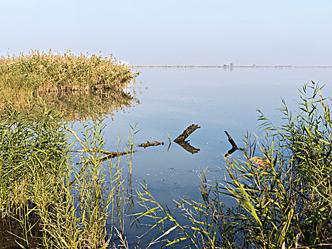 鱼,水塘,霍尔特巴杰,国家公园,世界遗产,匈牙利,十一月,大幅,尺寸