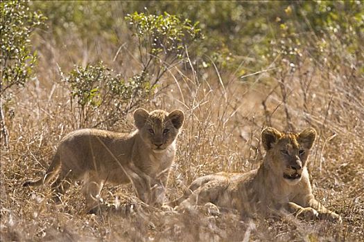 年轻,狮子,克鲁格国家公园,南非,非洲