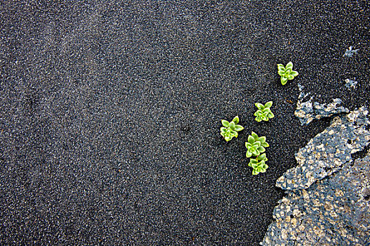 小,绿色,植物,黑色,泥沙,冰岛