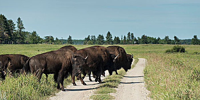 牧群,美洲野牛,野牛,穿过,土路,赖丁山国家公园,曼尼托巴,加拿大