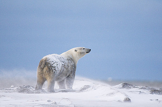 老人,北极熊,公猪,向上,脏,床,冰冻,区域,北极圈,国家野生动植物保护区,阿拉斯加