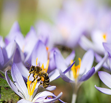 蜜蜂,授粉,紫色,藏红花,花