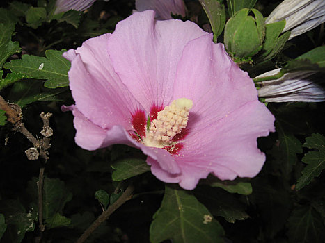 花,锦葵属植物,粉红色