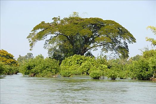 大树,高处,湄公河,老挝
