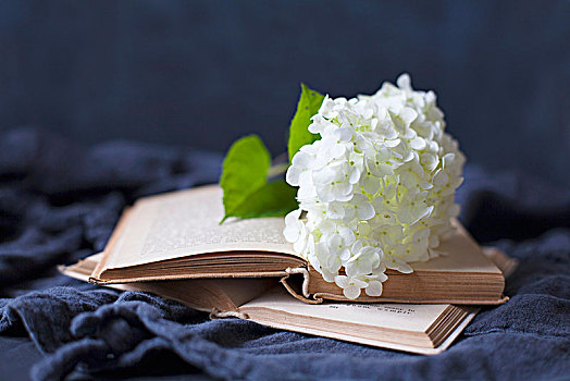 白色,绣球花,翻书