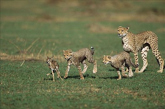 印度豹,猎豹,母兽,教育,幼兽,猎捕,汤氏瞪羚,马赛马拉国家保护区,肯尼亚