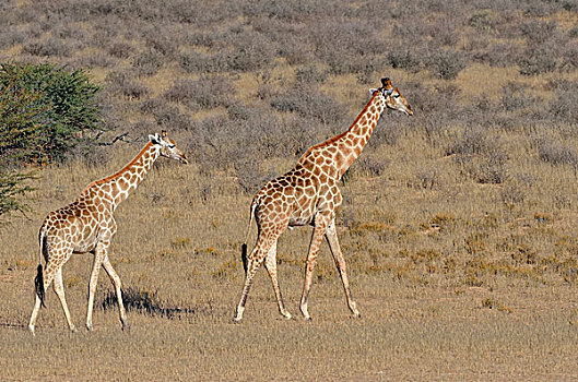 长颈鹿,雌性,雄性,走,干草,卡拉哈迪大羚羊国家公园,北开普,南非,非洲