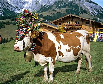 高山,母牛,装饰,风情,奥地利,欧洲