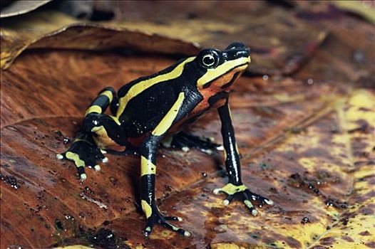 青蛙,雌性,展示,警戒色,哥斯达黎加