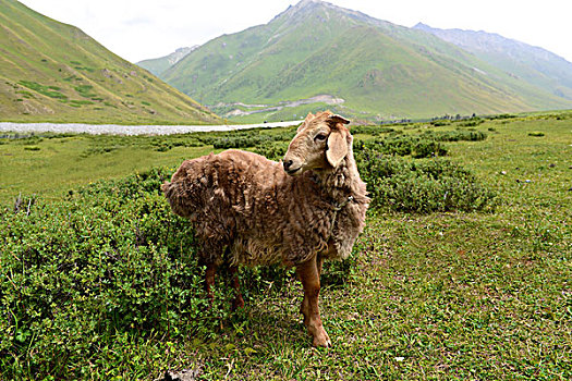 新疆大尾羊