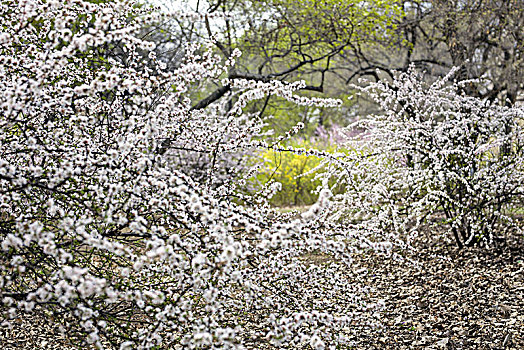 桃花盛开春光里